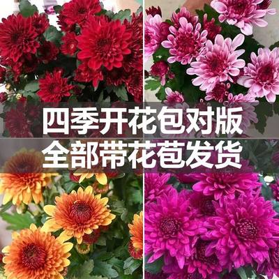 【带花苞发货】重瓣荷兰