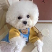 ins韩国宠物狗狗T恤套头卫衣泰迪比熊小型犬拼接短袖 春秋衣服