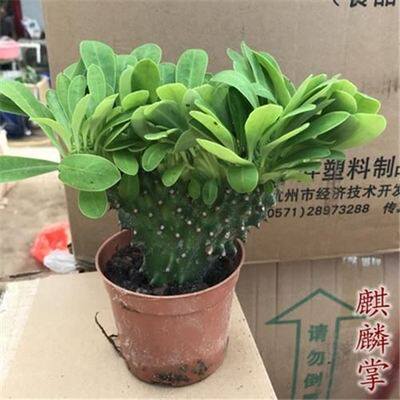 老桩麒麟掌 多肉植物耐旱盆栽花桌面绿植