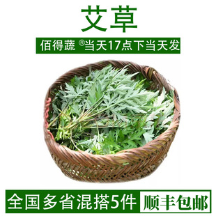 艾草新鲜食用嫩叶艾叶糍粑青团制作清明草艾叶新鲜艾叶草当天现摘