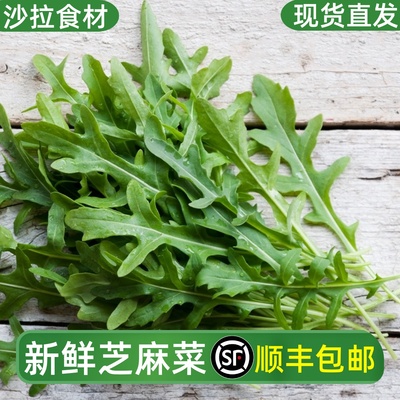 芝麻菜新鲜芝麻叶沙拉蔬菜食材
