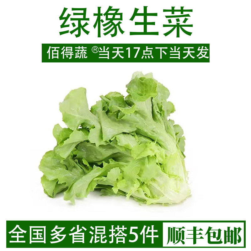 绿橡叶生菜新鲜蔬菜沙拉西餐食材健身轻食生吃色拉沙拉蔬菜500g