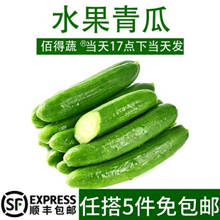 水果青瓜新鲜小黄瓜水果黄瓜蔬菜沙拉西餐食材生吃脆小黄瓜1000g