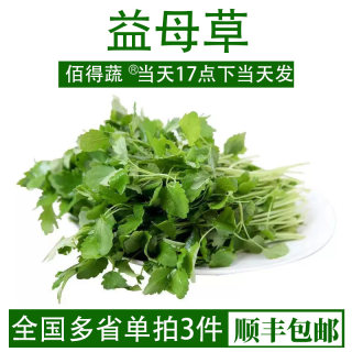 益母草新鲜蔬菜坤草野菜女性修养生理期需要潮汕煲汤炒菜当季500g