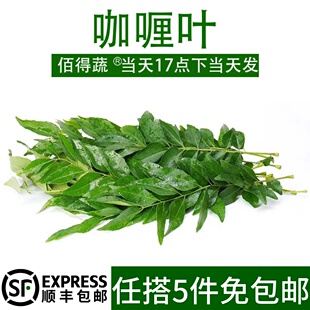 咖喱叶新鲜泰国菜香料食用调味调料蔬菜九里香咖哩叶鱼虾炒饭增香