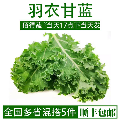 新鲜羽衣甘蓝蔬菜嫩叶甘兰西餐