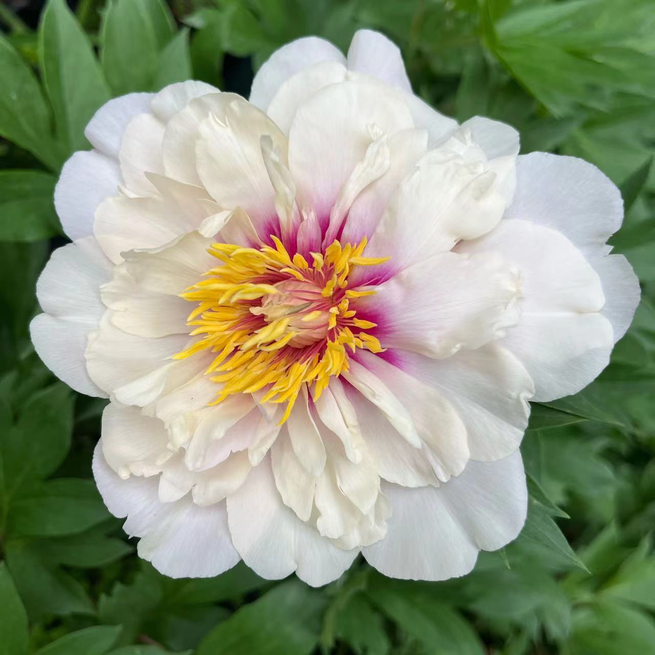 秋季进口花苗地栽芍药根块