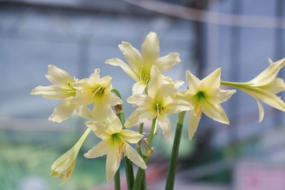 进口朱顶红种球花香门第