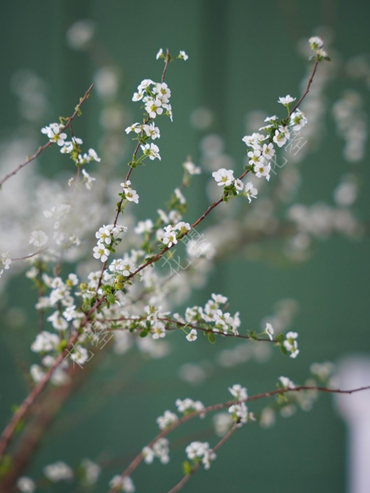 花曌 雪柳花鲜切花【真花鲜花】【全国包邮】【家居瓶插花水养】