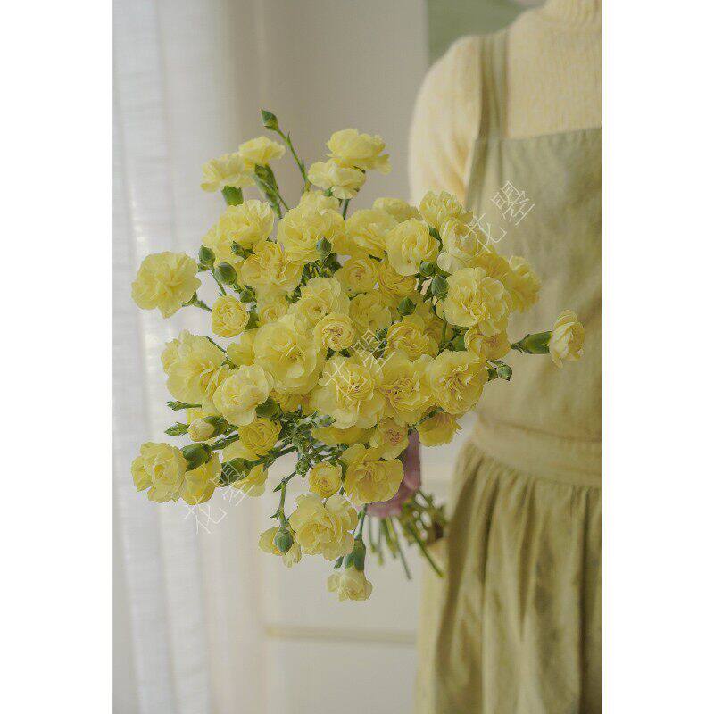 花曌 奶黄色多头康乃馨鲜花水养真花黄多丁瓶插花全国顺丰包邮