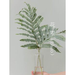 贯众蕨蓝星蕨蓝星水龙骨蕨ins风植物鲜花插花真花水养鲜切花叶材