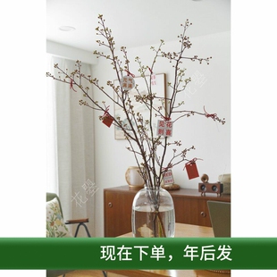花曌 灯台木鲜切枝条水养鲜花真花新年春节年宵花材家居瓶插花