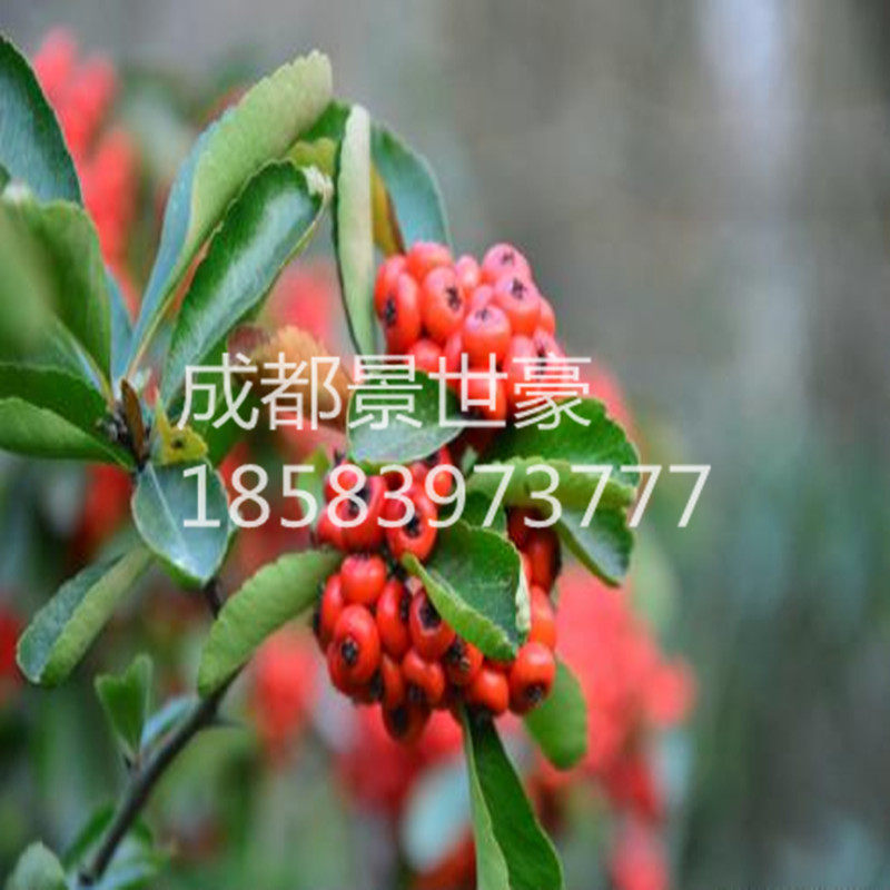 火棘小苗 火棘苗庭院花卉围墙篱笆绿化树苗 带刺植物火棘球火棘果