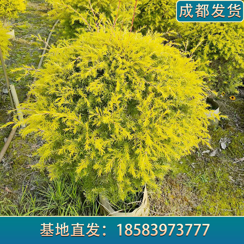 黄金香柳千层金树苗球形庭院植物灌木园林工程绿化苗圃基地直发