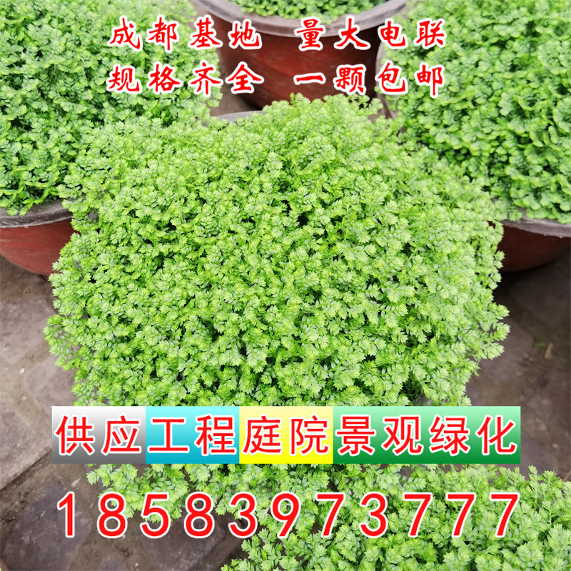 情人草绿地球桌面绿植珊瑚厥常绿蕨类植物翠云草吸甲醛盆栽植物