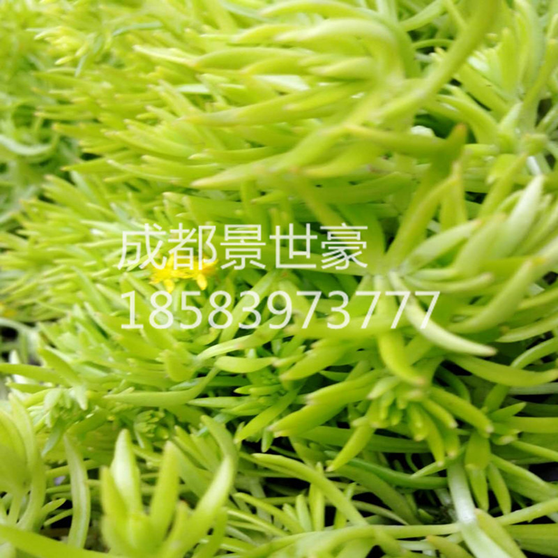 桌面绿植盆栽黄金佛甲草 护盆草  办公室净化空气防辐射 阳台植物