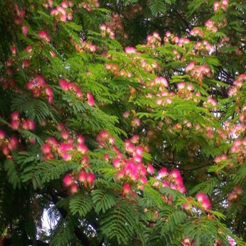 银叶金合欢树苗合欢花苗澳洲合欢树苗室内庭院阳台绿化开花风景