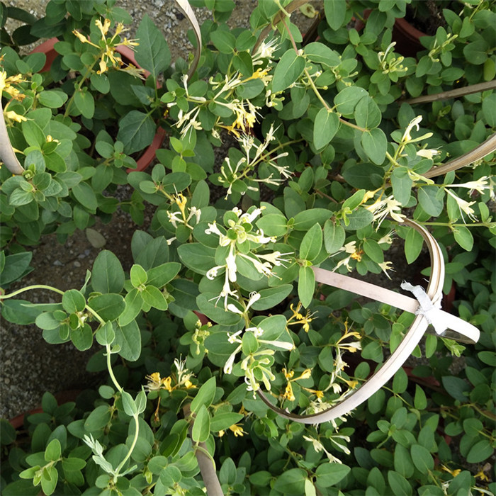 成都金银花苗四季爬藤攀援植物阳台庭院盆栽花卉绿植四季常青开花