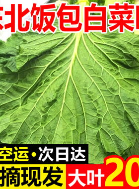 东北新鲜大白菜叶包饭叶饭包店菜叶商用打饭包的白菜叶农家蘸酱菜