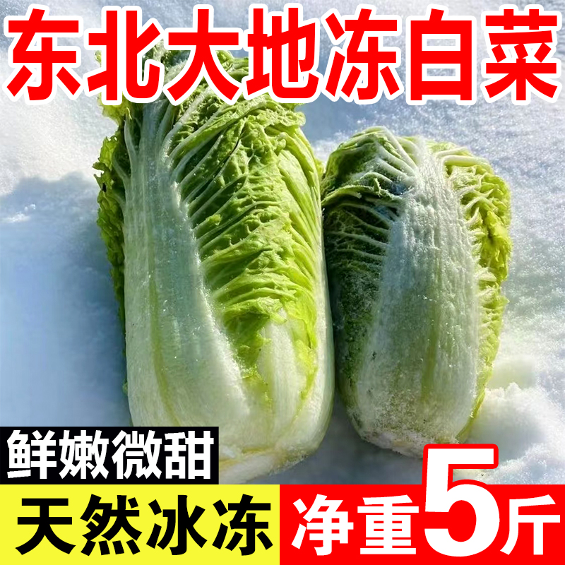 东北冻白菜大白菜新鲜蔬菜农家自种当季现挖东北特产冻白菜5斤
