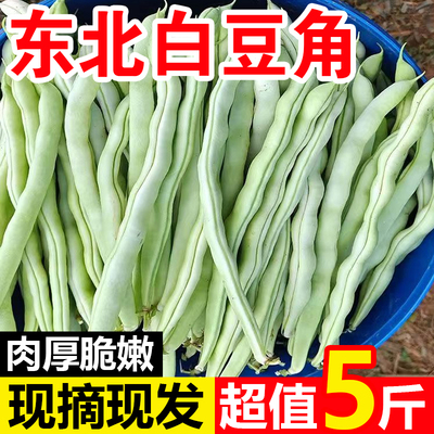 东北白豆角新鲜蔬菜农家白不老芸豆白大架豆角四季豆现摘5斤包邮