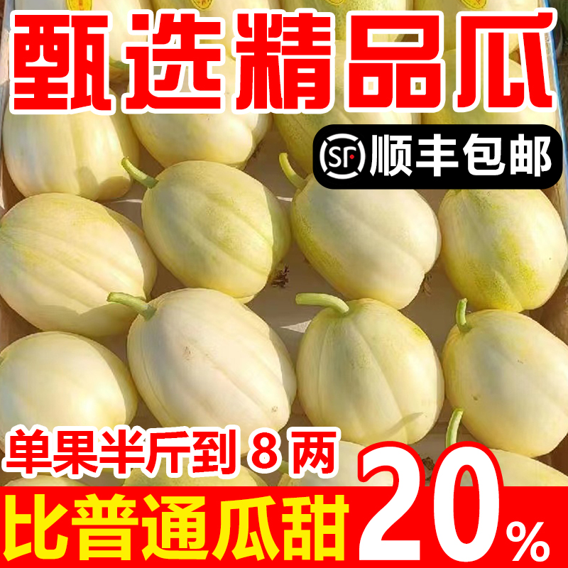 人工精选东北香瓜京密小甜瓜现摘新鲜当季孕妇水果脆瓜蜜瓜白糖罐