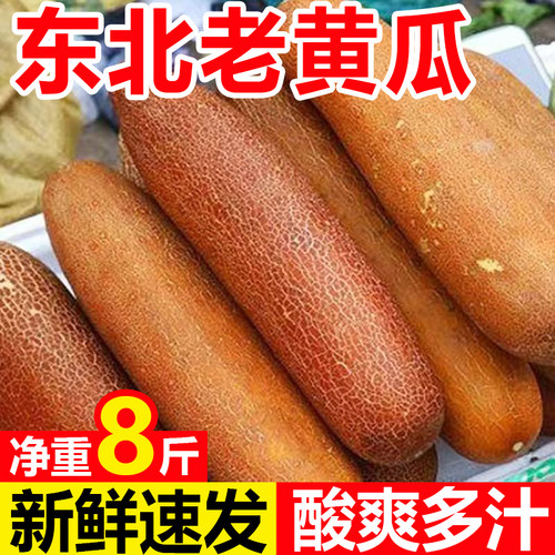 东北特产麻皮老黄瓜当季现摘农家新鲜蔬菜炖汤凉菜开胃酸黄瓜包邮