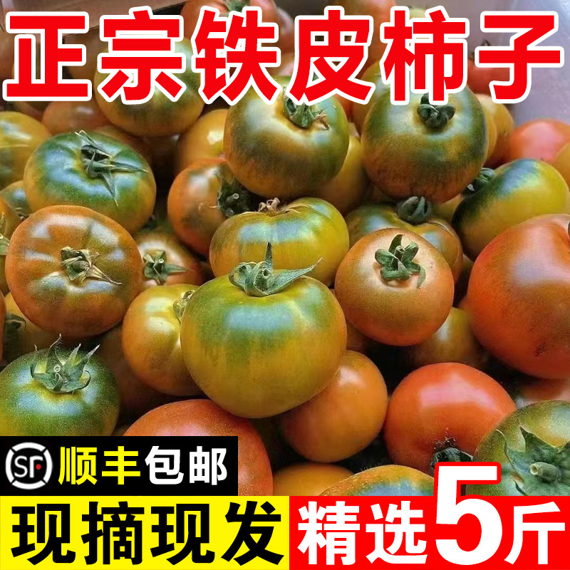 草莓柿子包邮丹东铁皮柿子绿腚柿子西红柿梅盘锦碱地柿子新鲜5斤