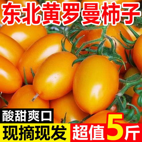 东北黄罗曼小番茄沙瓤奶香芒果黄西红柿现摘现发甜橙色圣女果炒菜