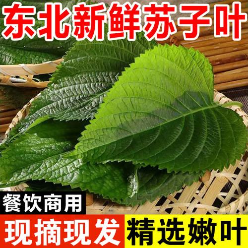 东北新鲜紫苏叶苏子叶现摘现发精选嫩叶韩国烤肉叶餐饮商用蔬菜