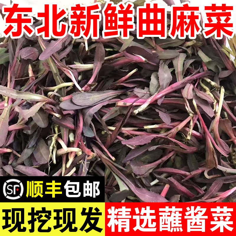 东北新鲜曲麻菜山野菜现挖现发苦曲曲菜苦麻菜精选蘸酱菜叶菜类