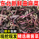 东北新鲜曲麻菜山野菜现挖现发苦曲曲菜苦麻菜精选蘸酱菜叶菜类