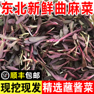 东北新鲜曲麻菜山野菜现挖现发苦曲曲菜苦麻菜精选蘸酱菜叶菜类