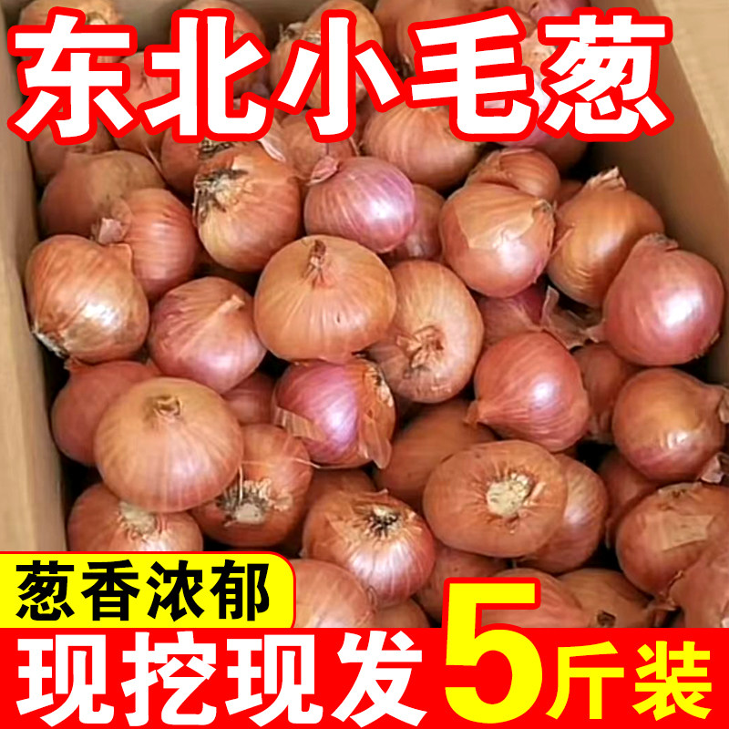 正宗东北毛葱头农家特产新鲜现挖小洋葱头迷你圆红葱头新葱5斤