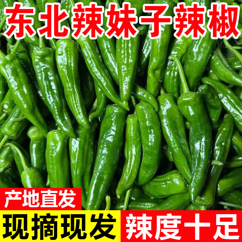 东北特产新鲜辣椒辣妹子农家自种小绿辣椒笨辣椒现摘新鲜蔬菜包邮