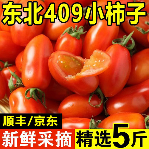 丹东409小柿子新鲜水果东北特产铁皮花生小番茄孕妇可吃应季水果