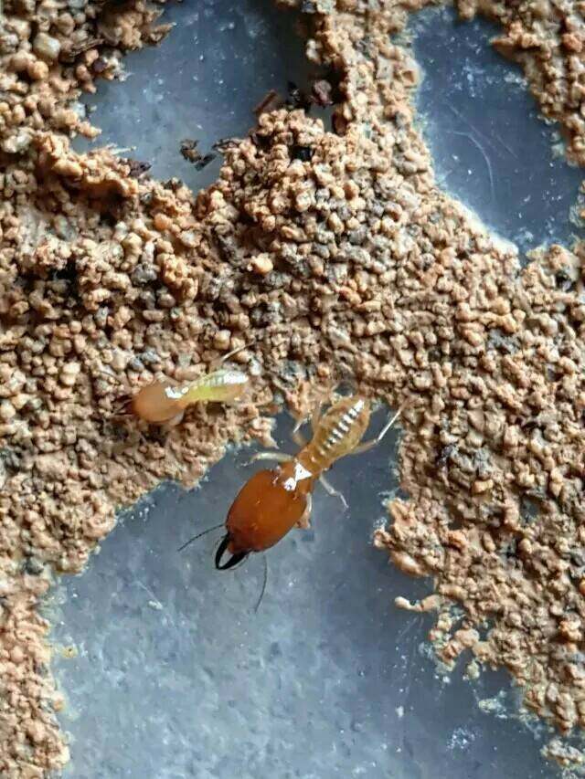 macrotermes barneyi(Include:Pu bacteria,Queen,Sapper) living thing Termite Termite Polular Science teachingin the Pet/Pet food and supplies , Reptile/Insects and supplies Ming , Ant  category - from Buy2taobao.com to provide professional Taobao agent buy service