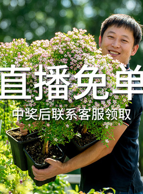 【免单专享】天狼月季果汁阳台朱砂碗蓝色阴雨隐隐青月笼沙粉黛