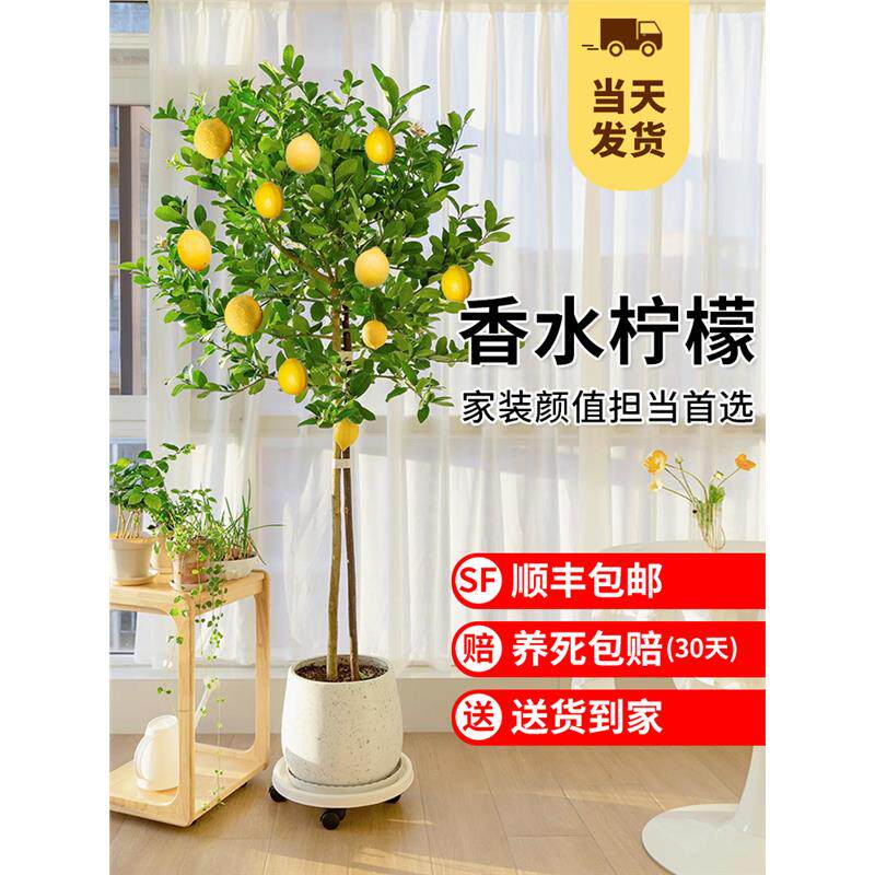 香水柠檬树苗盆栽带果可食用客厅绿植大型植物室内阳台四季开花卉