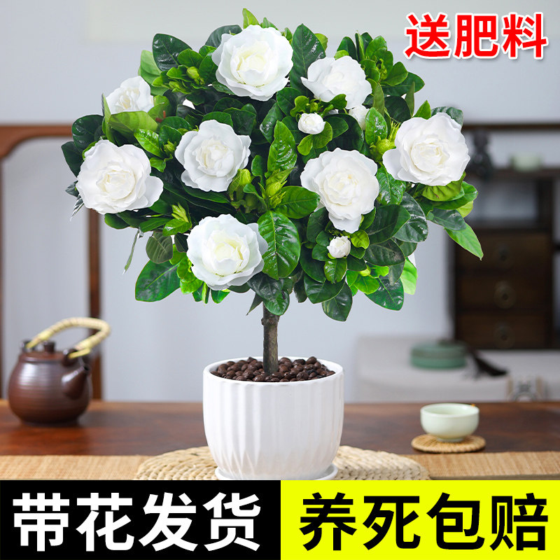 独杆栀子花树苗带花苞棒棒糖盆栽室内植物花卉大叶牡丹老桩浓香型
