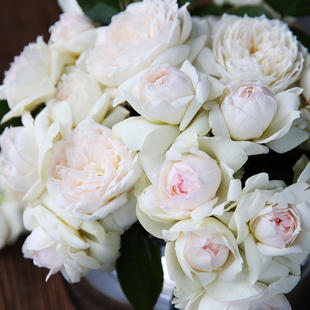 【波莱罗】 月季玫瑰 多季大花浓香丰花灌木月季