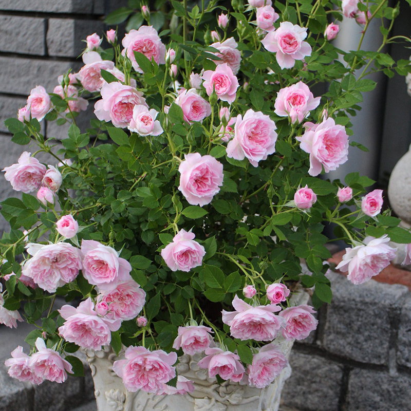 【铃之妖精】  月季玫瑰盆栽苗 勤花新手易养阳台月季