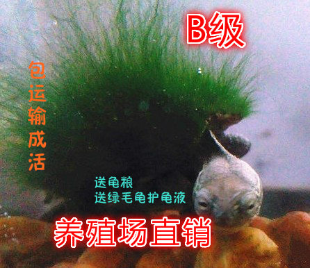 活体宠物观赏中华礼品风险龟