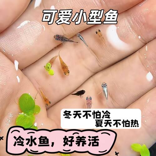 治愈系学生小型冷水桌宠养殖