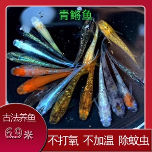 观背青鳉鱼 小型冷水观赏鱼 金鱼 淡水鱼苗 免打氧锦鲤活体鱼耐活