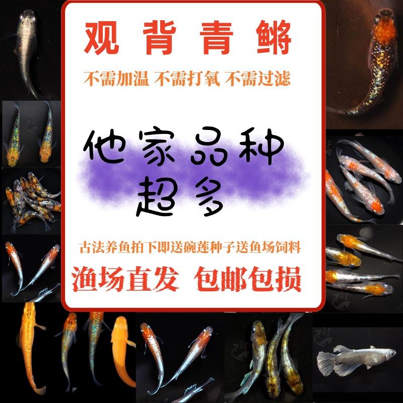 【品种巨多】观背青鳉匠鱼宽鳍体外光玛利亚碧海蓝天冷水观赏鱼