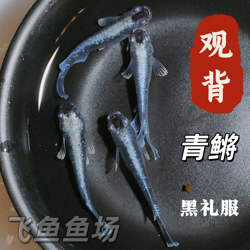 观背青鳉鱼黑礼服冷水小型观赏鱼古法免打氧耐低温新手易养懒人鱼