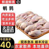 新鲜母鹌鹑肉40只新鲜现杀烧烤卤味炖汤油炸生骨肉冷冻生鲜半成品