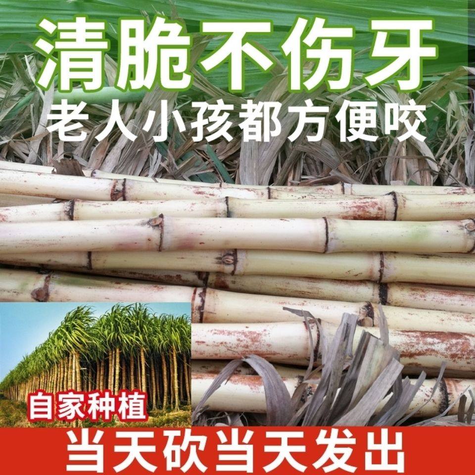 正宗木格白玉甘蔗玻璃脆白玉蔗新鲜现砍现发清甜可口广西白玉甘蔗