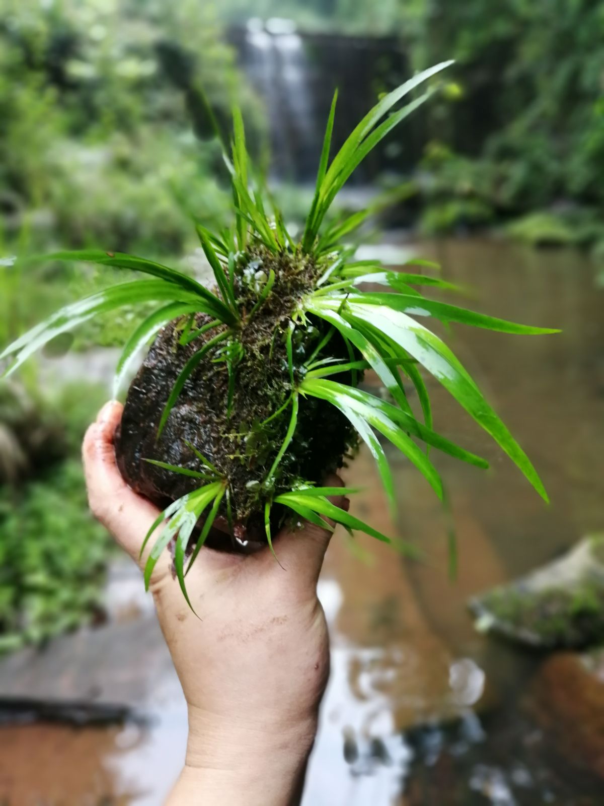 野生新款龙根附石水培1-5蒲草